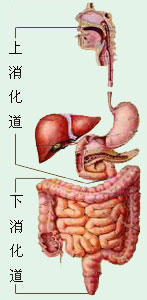 上消化道和下消化道